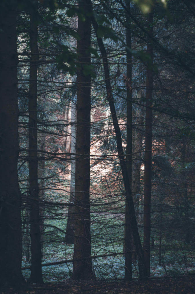 wald-im-morgengrauen